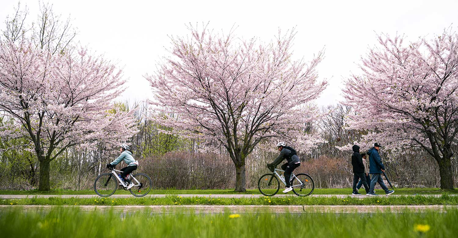 People riding their bikes in a park with blooming cheery blossoms.